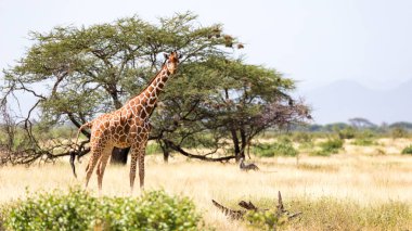 Birçok ağaçlar ve çalılar ile Kenya Savunda zürafalar 