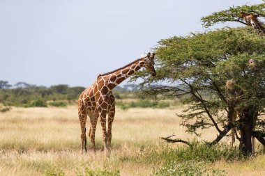 Birçok ağaçlar ve çalılar ile Kenya Savunda zürafalar 