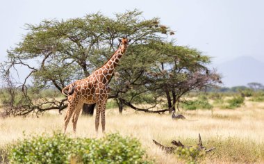 Birçok ağaçlar ve çalılar ile Kenya Savunda zürafalar 