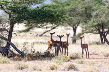 Kenya Savanna 'da yiyecek arayan bazı Gerenuk