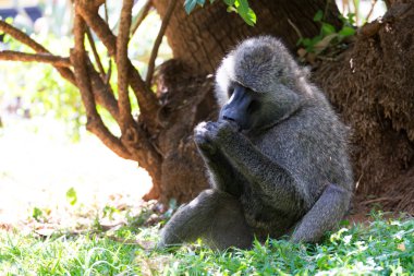 Bir babun bir meyve buldu ve yiyor