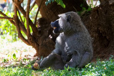 Bir babun bir meyve buldu ve yiyor