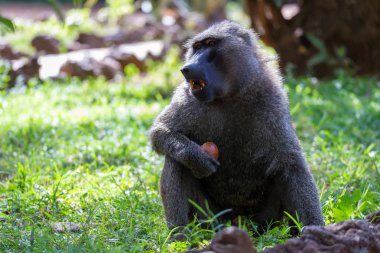 Bir babun bir meyve buldu ve yiyor