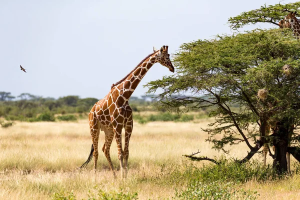 Girafas na savana do Quênia com muitas árvores e arbustos em — Fotografia de Stock