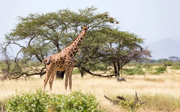 Giraffen in de savanne van Kenia met veel bomen en struiken in — Stockfoto