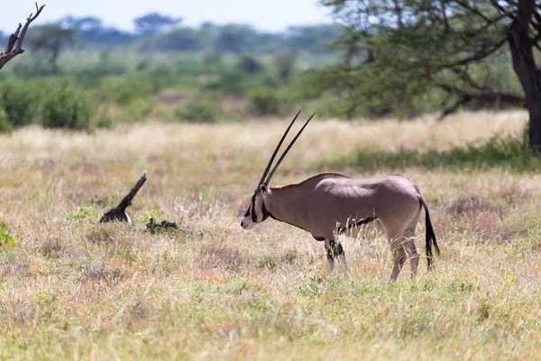 Rodzina Oryx stoi na pastwiskach otoczonych zieloną trawą — Zdjęcie stockowe
