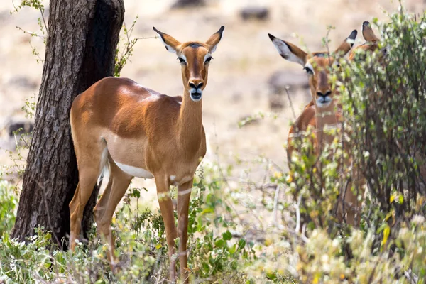 Impala gazely se v keňských Savannah pasovaly — Stock fotografie