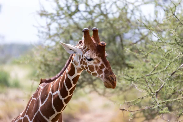 A closeup of a giraffe with many plants in the background — Stock Photo, Image