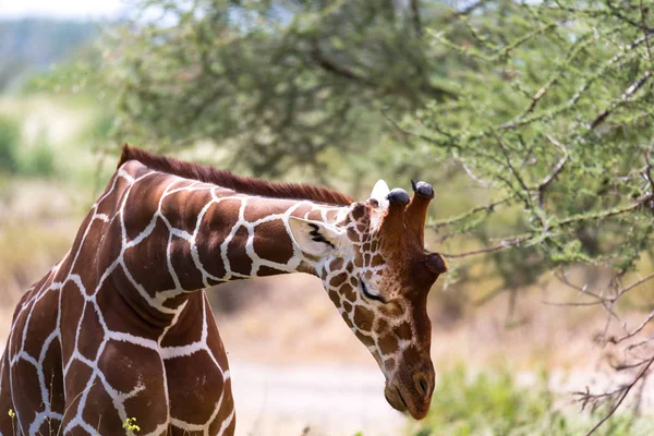 Un primo piano di una giraffa con molte piante sullo sfondo — Foto Stock