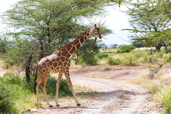 A giraffe crosses a path in the savannah — Stock Photo, Image