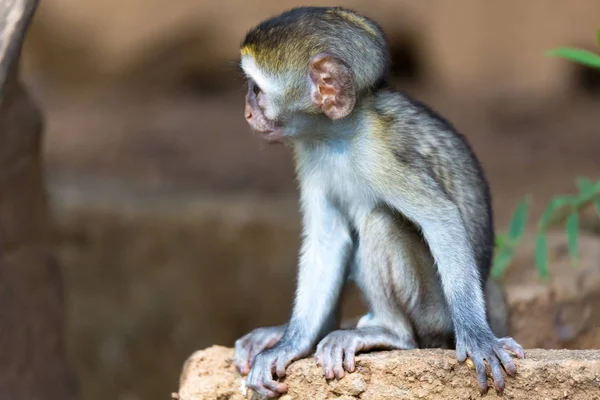 Un pequeño mono se sienta y parece muy curioso — Foto de Stock