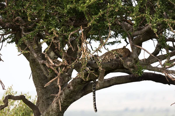 Um leopardo instalou-se confortavelmente entre os ramos de uma árvore — Fotografia de Stock