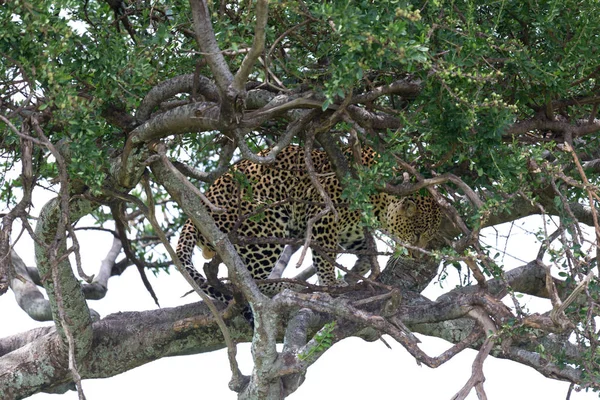 Un léopard s'est installé confortablement entre les branches d'un arbre — Photo