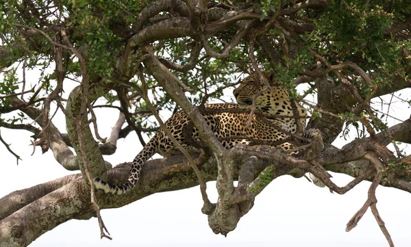 A leopard has settled comfortably between the branches of a tree — Stock Photo, Image