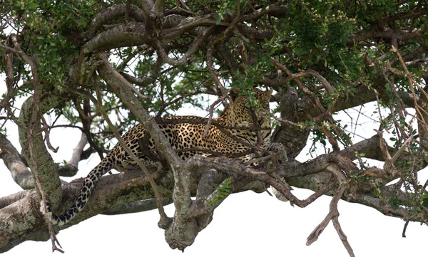 Un leopardo se ha asentado cómodamente entre las ramas de un árbol — Foto de Stock