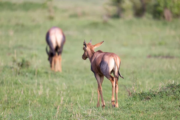 Topi antilope dans la savane kenyane au milieu de l'herbe l — Photo