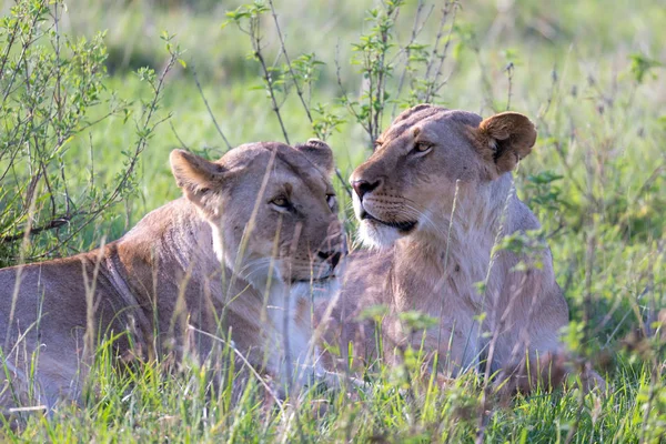 Lionesses leží v trávě a snaží se odpočívat — Stock fotografie