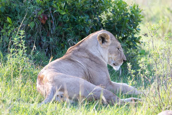 Een leeuwin heeft zich comfortabel gemaakt in het gras en is voormalige — Stockfoto