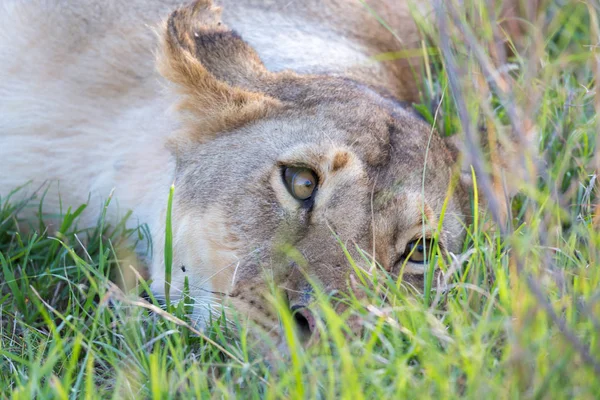 Zbliżenie lwica próbuje odpocząć w trawie — Zdjęcie stockowe