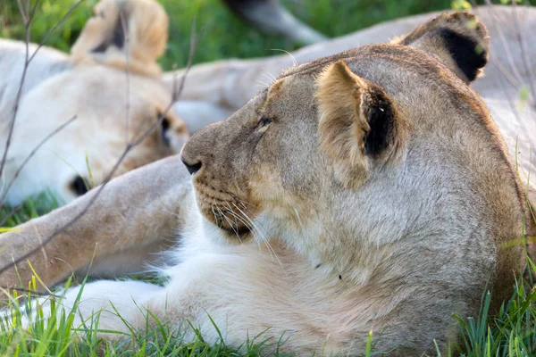 Un primer plano de una leona tratando de descansar en la hierba — Foto de Stock