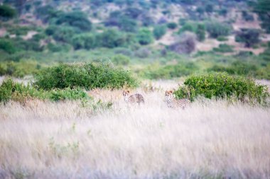 Bazı çitalar uzun çim içinde Savannah çalışıyor