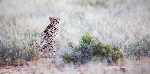 Un guépard est assis dans la savane à la recherche de proies — Photo