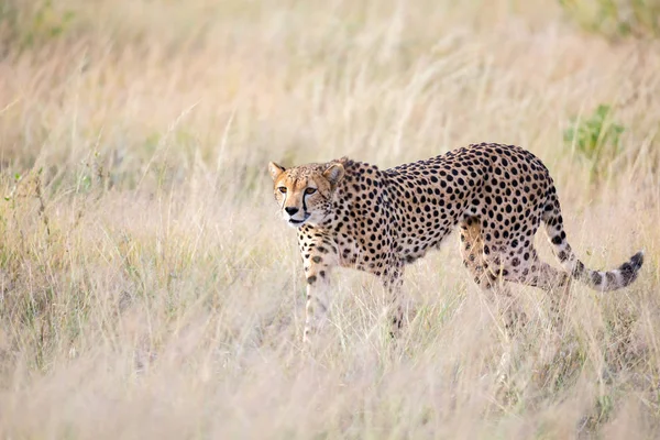 Un guépard marche dans l'herbe haute de la savane à la recherche si — Photo