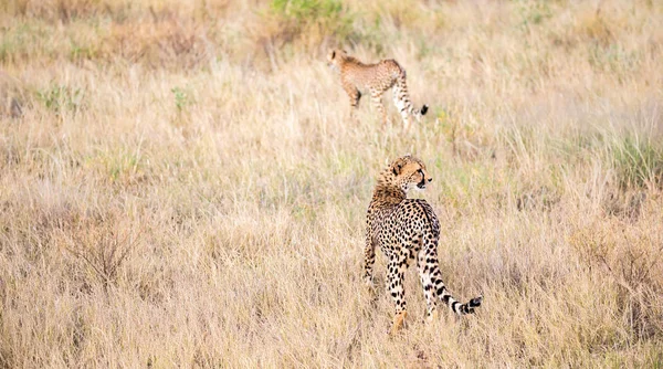 Alcuni ghepardi corrono nella savana nell'erba alta — Foto Stock