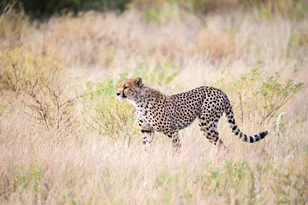 Un guépard marche dans l'herbe haute de la savane à la recherche si — Photo