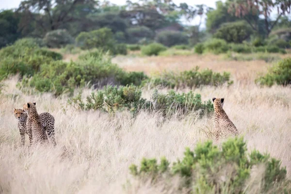 Какие-то гепарды бегают по саванне в высокой траве — стоковое фото