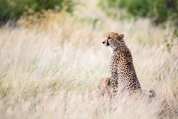 Un guépard est assis dans la savane à la recherche de proies — Photo