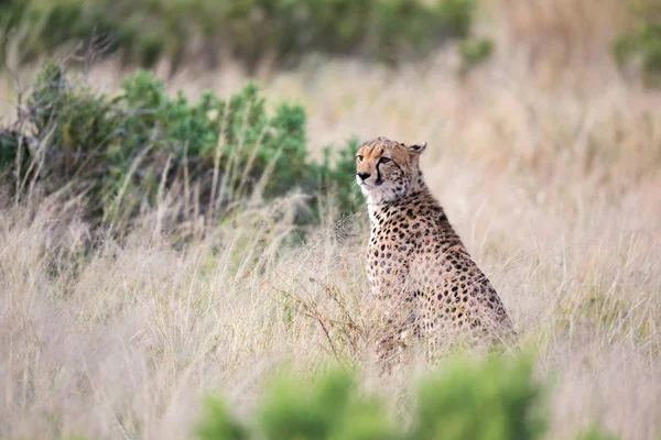 Un ghepardo siede nella savana in cerca di prede — Foto Stock