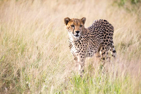 En Cheetah promenader i det höga gräset på savannen letar efter så — Stockfoto