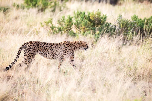 A cheetah walks in the high grass of the savannah looking for so