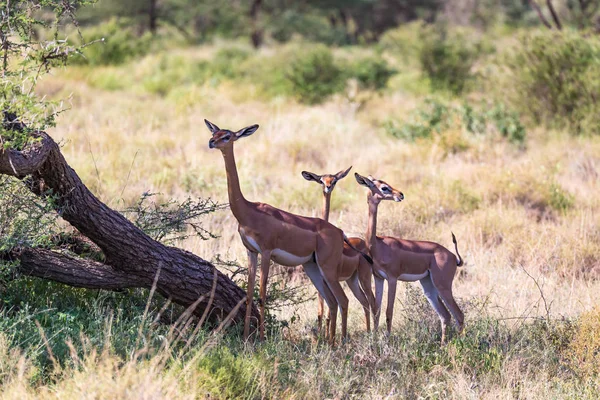 Några gerenuk i den kenyanska savannen söker mat — Stockfoto