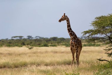 Birçok ağaçlar ve çalılar ile Kenya Savunda zürafalar 