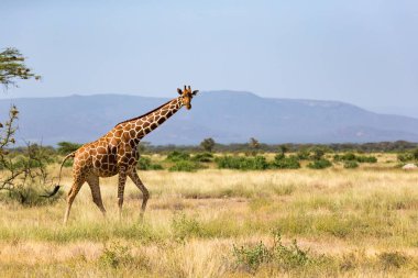 Birçok ağaçlar ve çalılar ile Kenya Savunda zürafalar 