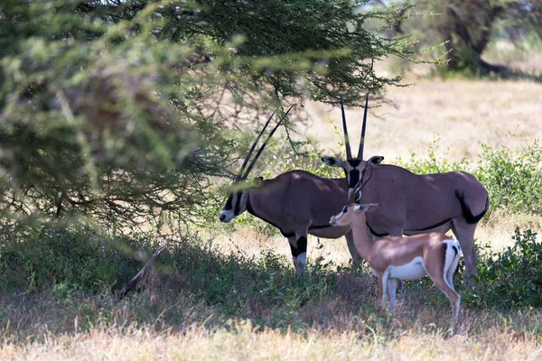 Uma família Oryx fica no pasto cercado por grama verde a — Fotografia de Stock
