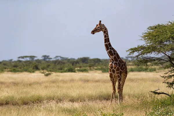 Birçok ağaçlar ve çalılar ile Kenya Savunda zürafalar — Stok fotoğraf