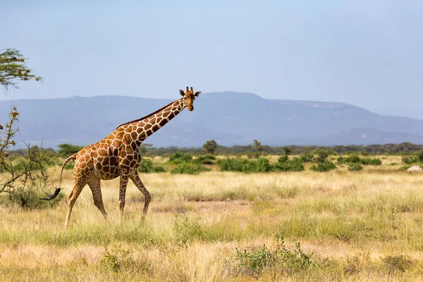 Giraffes a szavanna Kenya sok fa és bokrok a — Stock Fotó