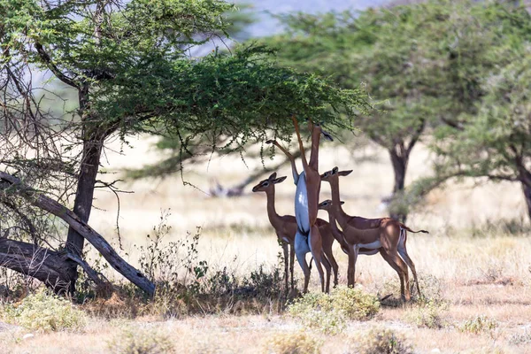 Sommige gerenuk in de Keniaanse savanne op zoek naar voedsel — Stockfoto