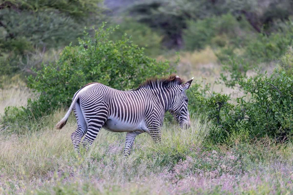 A Greavy Zebra séta a bokrok között — Stock Fotó