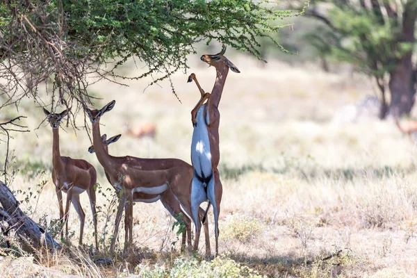 Några gerenuk i den kenyanska savannen söker mat — Stockfoto