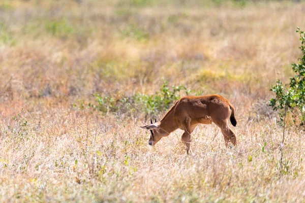 Egy Oryx család áll a legelőn körül zöld fű a — Stock Fotó