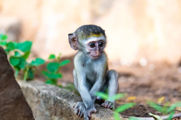 Um macaquinho senta-se e parece muito curioso — Fotografia de Stock