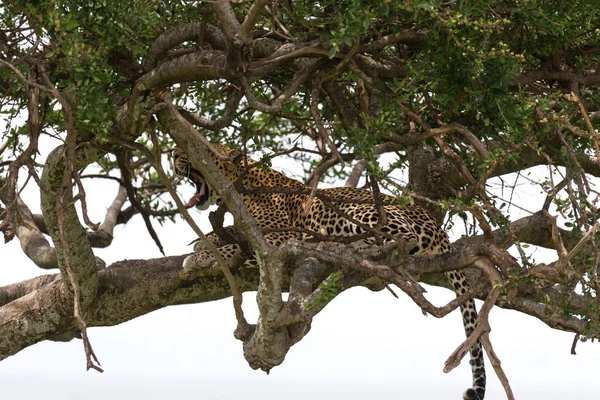 Μια λεοπάρδαλη έχει τακτοποιηθεί άνετα ανάμεσα στα κλαδιά ενός δέντρου — Φωτογραφία Αρχείου