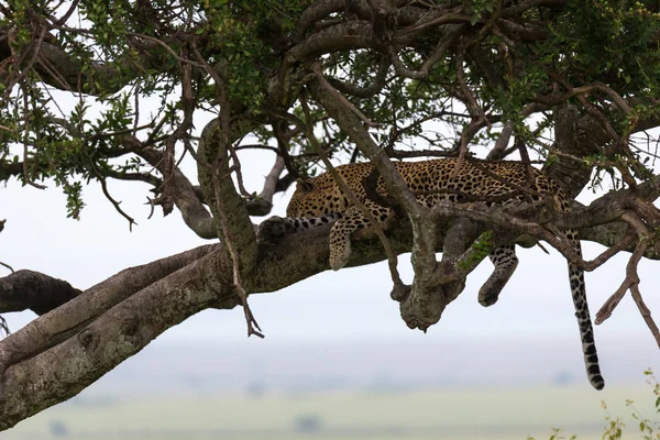 A leopard has settled comfortably between the branches of a tree — Stock Photo, Image