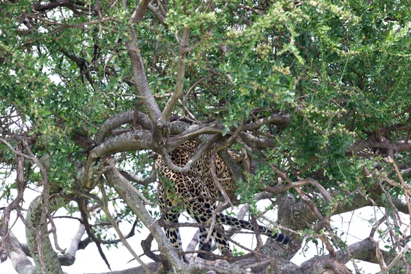 Un leopardo se ha asentado cómodamente entre las ramas de un árbol — Foto de Stock