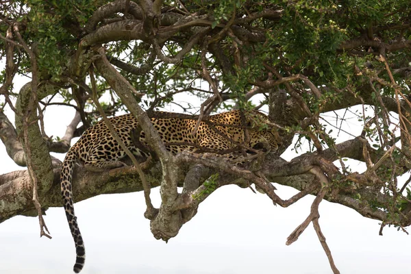 Ein Leopard hat es sich zwischen den Ästen eines Baumes bequem gemacht — Stockfoto