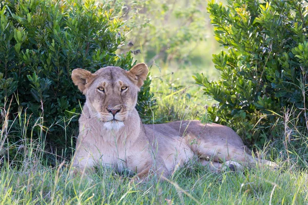 Een leeuwin heeft zich comfortabel gemaakt in het gras en is voormalige — Stockfoto